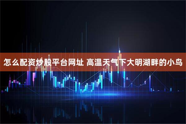 怎么配资炒股平台网址 高温天气下大明湖畔的小鸟