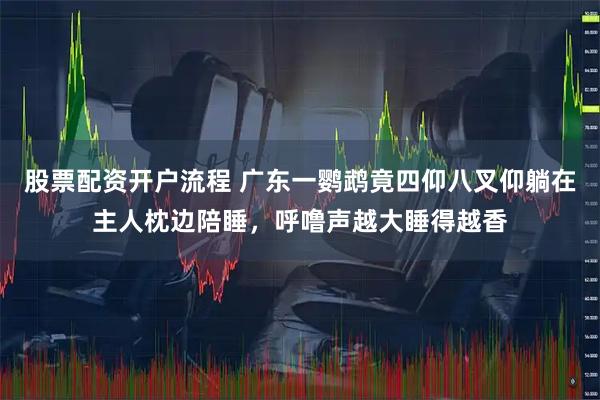 股票配资开户流程 广东一鹦鹉竟四仰八叉仰躺在主人枕边陪睡，呼噜声越大睡得越香